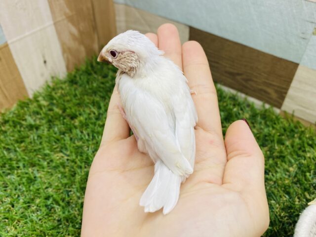 シルバーイノ文鳥