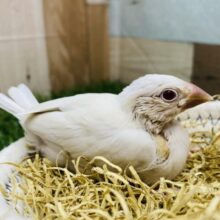 最新画像有ります❗️神秘的な赤目が輝いてます❤️✨レアな文鳥さん！シルバーイノ❗️