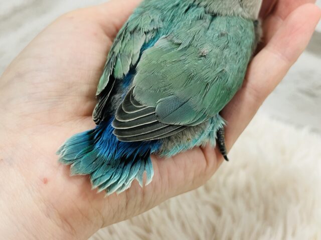 コザクラインコ（小桜インコ）