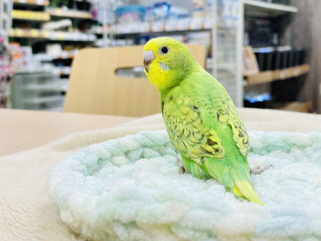 セキセイインコ