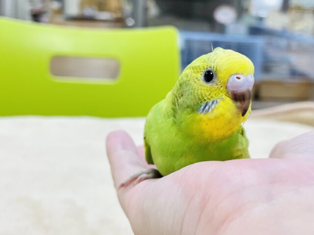 セキセイインコ