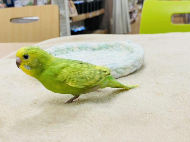 セキセイインコ