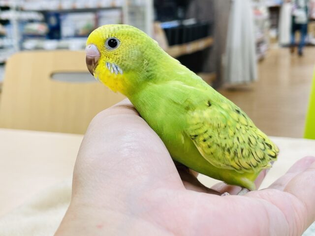 セキセイインコ