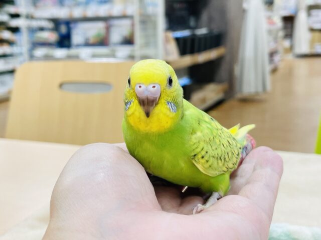 セキセイインコ