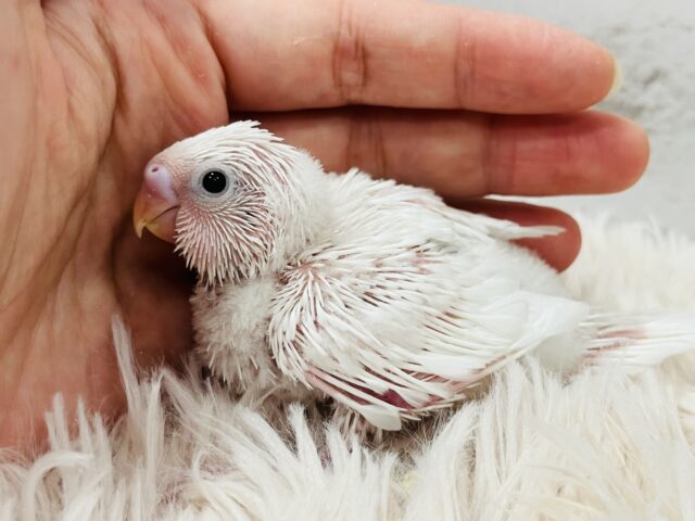 セキセイインコ