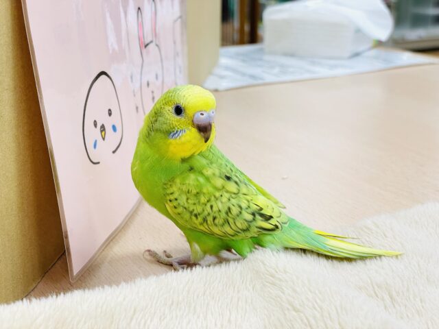 セキセイインコ