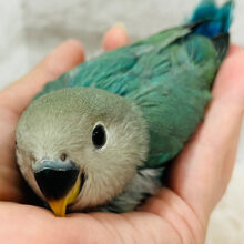 【最新画像更新🪄】宝石みたいな輝き💎.*コザクラインコ(ブルーチェリー) ヒナ