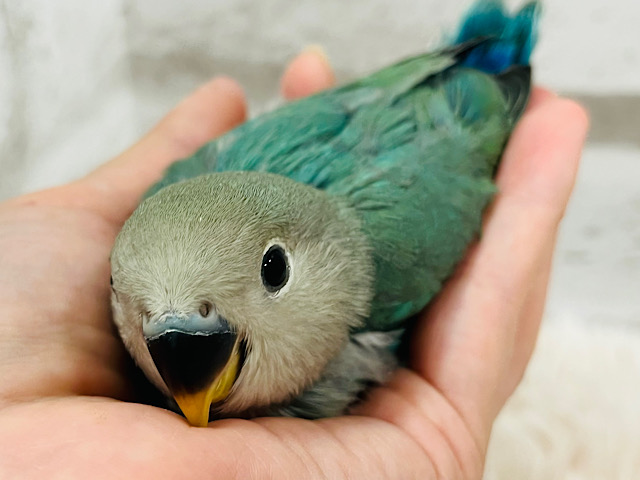 【最新画像更新🪄】宝石みたいな輝き💎.*コザクラインコ(ブルーチェリー) ヒナ