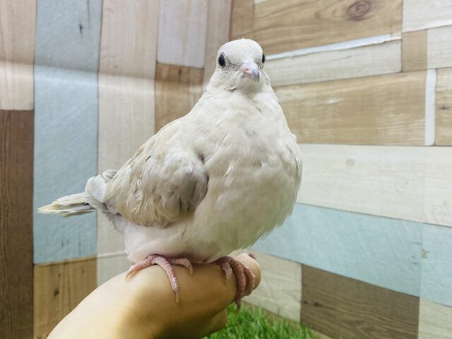 最新画像有ります❗️ハト胸でドヤ顔見せちゃうよ😏😏ジュズカケバトさん🐦