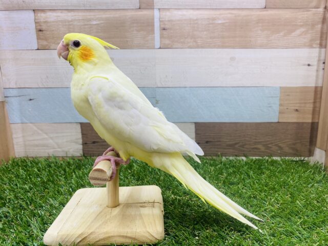 オカメインコ