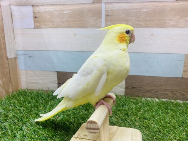 オカメインコ