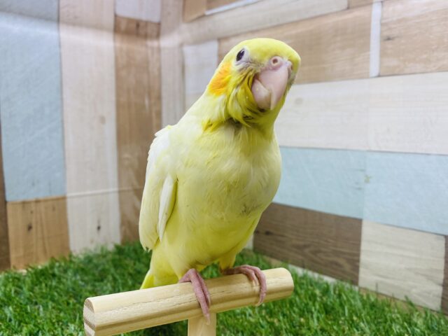 オカメインコ