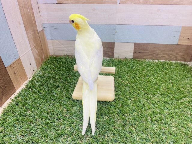 オカメインコ