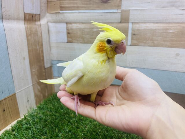 オカメインコ