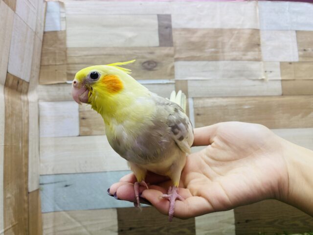 オカメインコ