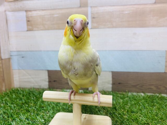 オカメインコ