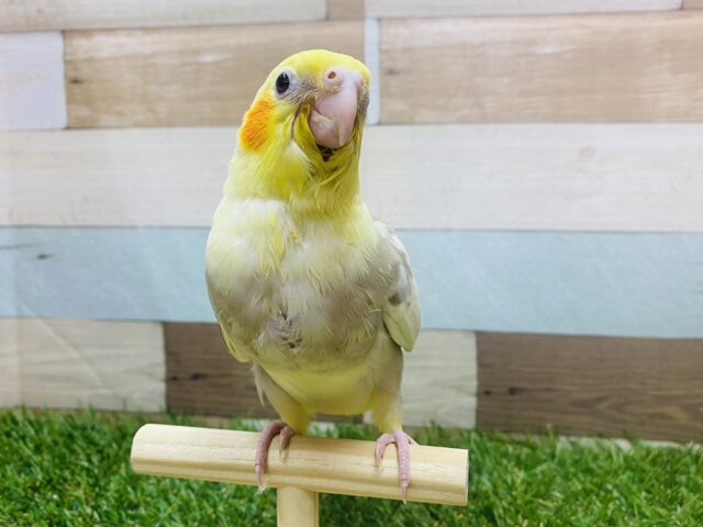 最新画像有ります🌟ミルクにちょこっとカフェオレ入れちゃいます🤎オカメインコのシナモンパイドカラー❗️