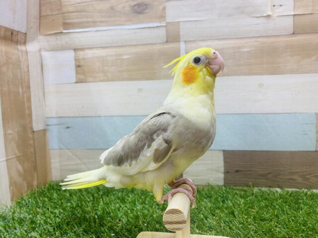 オカメインコ