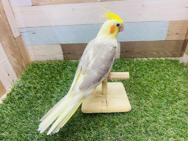 オカメインコ