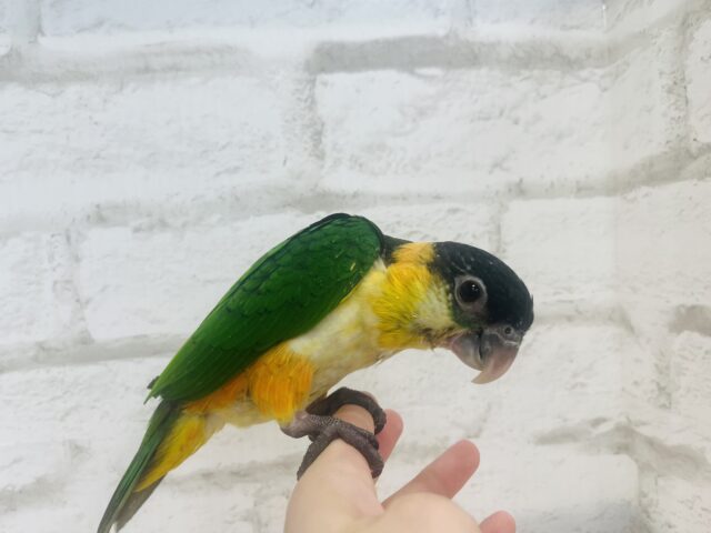 ズグロシロハラインコ