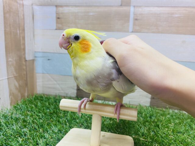 オカメインコ