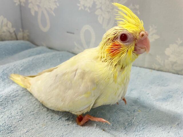 オカメインコ