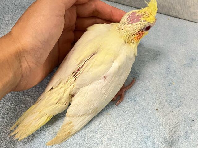 オカメインコ