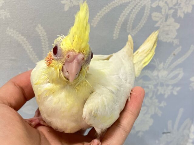 オカメインコ