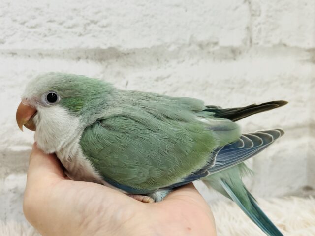 オキナインコ