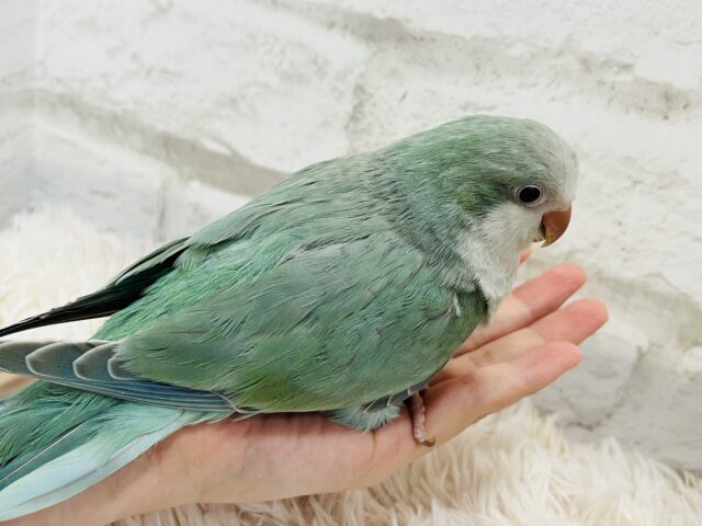 オキナインコ