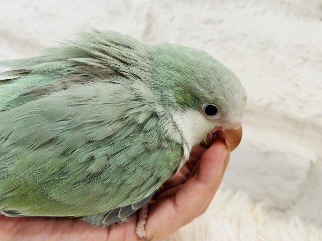 オキナインコ