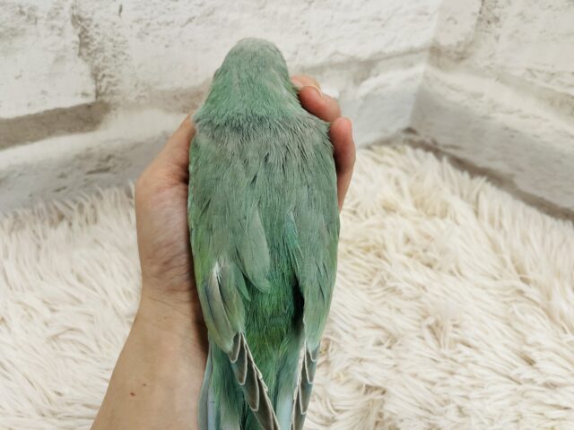 オキナインコ