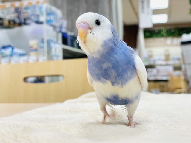 【最新画像】手の上が好き♡セキセイインコ（パイド）ヒナ