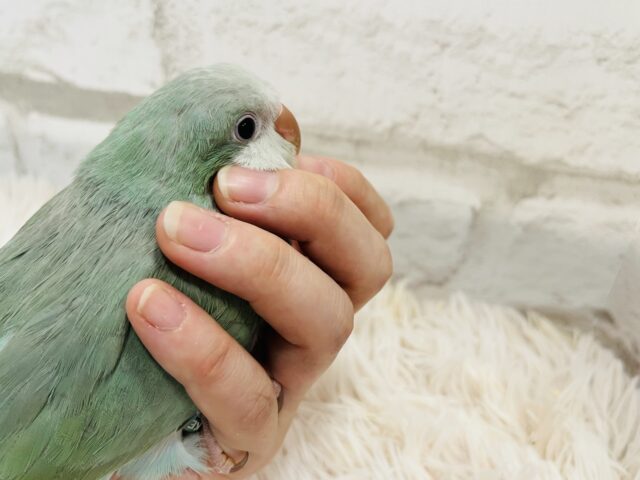 オキナインコ