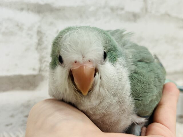 オキナインコ