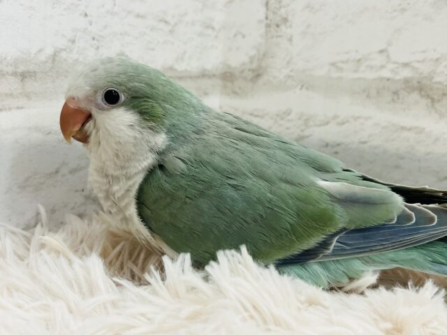 オキナインコ