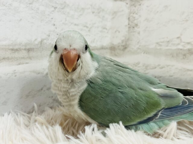 オキナインコ