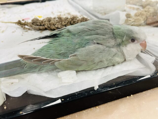 オキナインコ