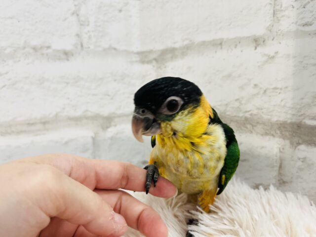 ズグロシロハラインコ