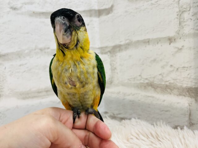 ズグロシロハラインコ