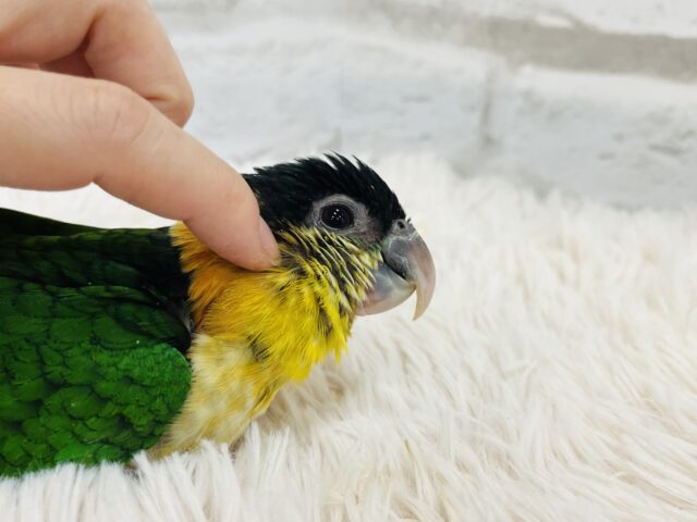 ズグロシロハラインコ