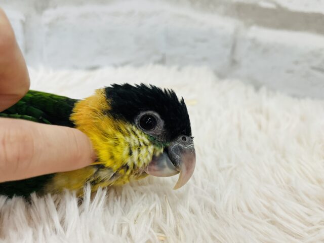 ズグロシロハラインコ