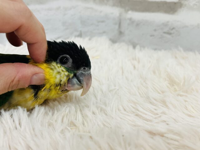 ズグロシロハラインコ