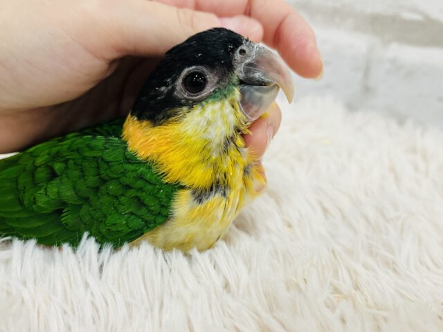 ズグロシロハラインコ