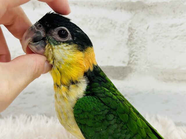 ズグロシロハラインコ