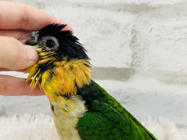 ズグロシロハラインコ