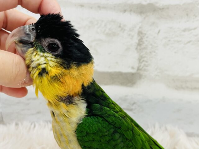 ズグロシロハラインコ