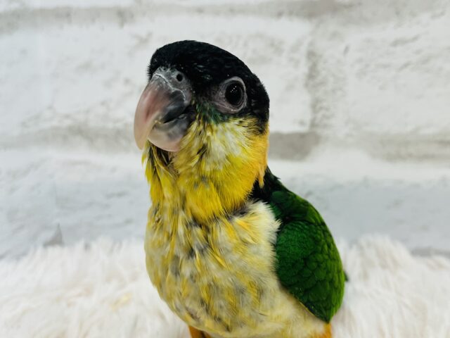 ズグロシロハラインコ