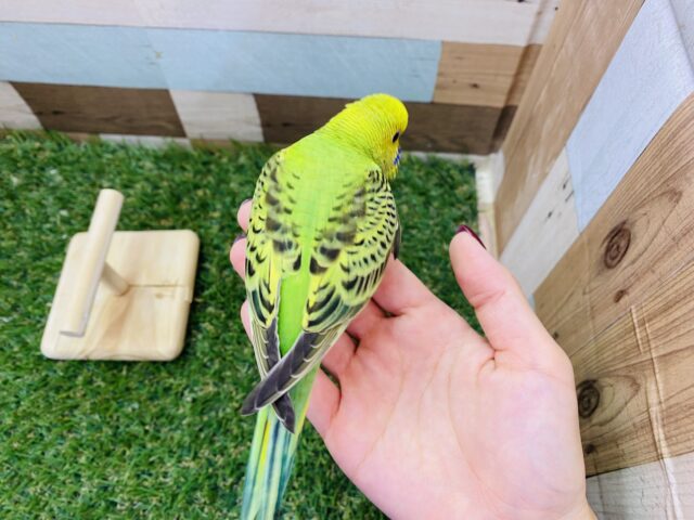 セキセイインコ