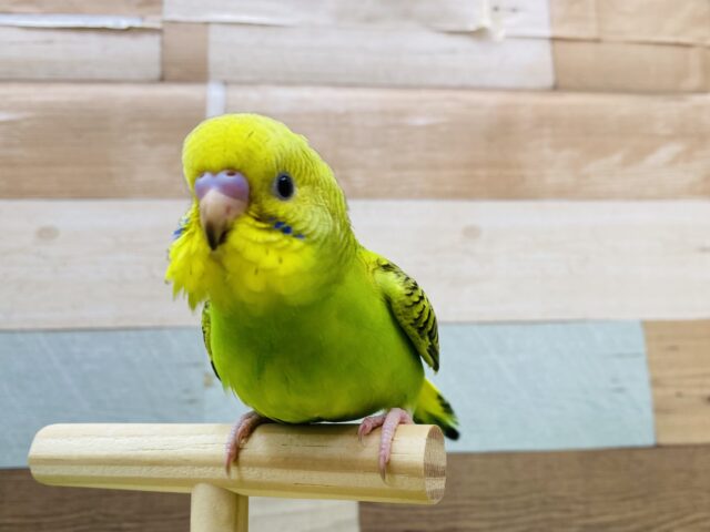 最新画像有ります🌟アピール上手にピロロロロ〜🎶セキセイインコのオパーリン💚